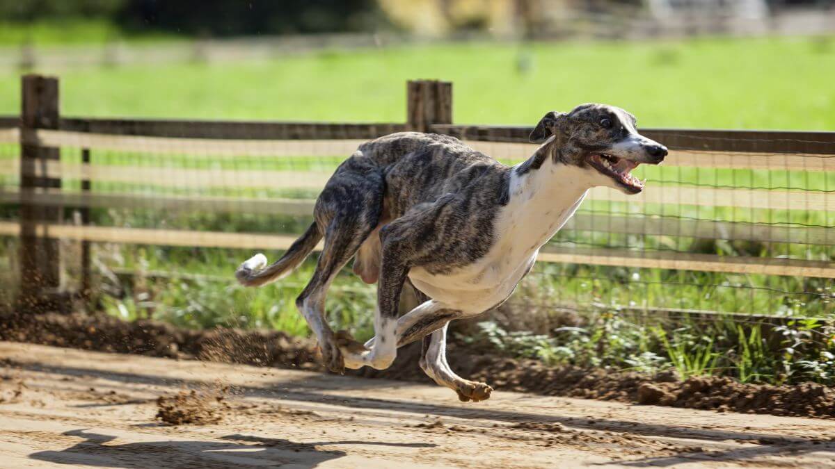 Whippet sighthound training on race track. Male Whippet sight hound training on the race track