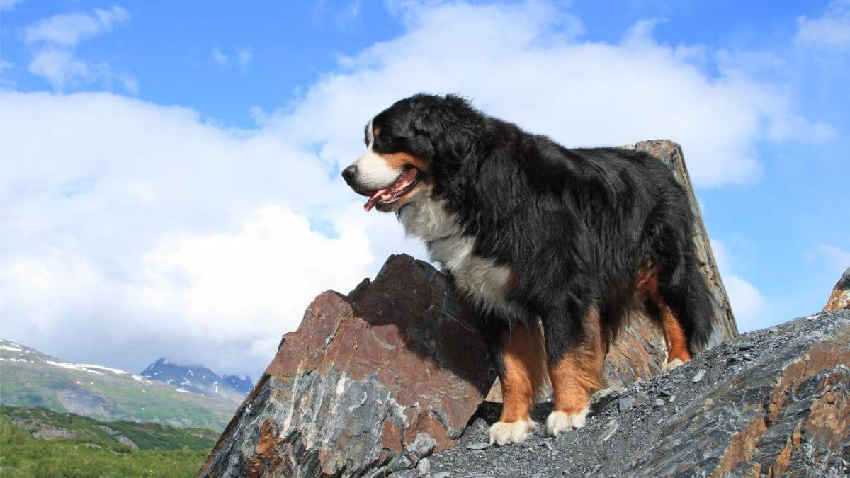 Handsome Bernese Mountain Dog on rocky outcrop overlooking the scenic valley at Worthington Glacier, located in Thompson Pass, Alaska.