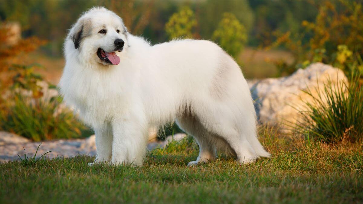 A great pyrenees on the stone