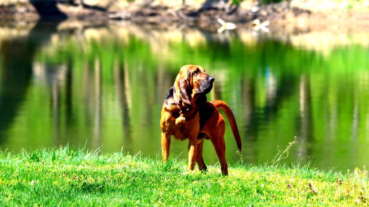 Bloodhound dog standing by the Shenandoah river in Northern Virginia