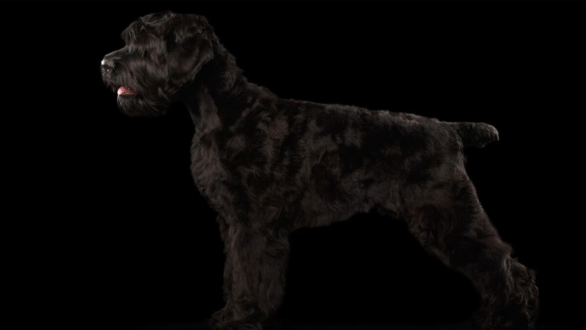 Big Russian Black terrier Dog Standing on Isolated Background, Side view