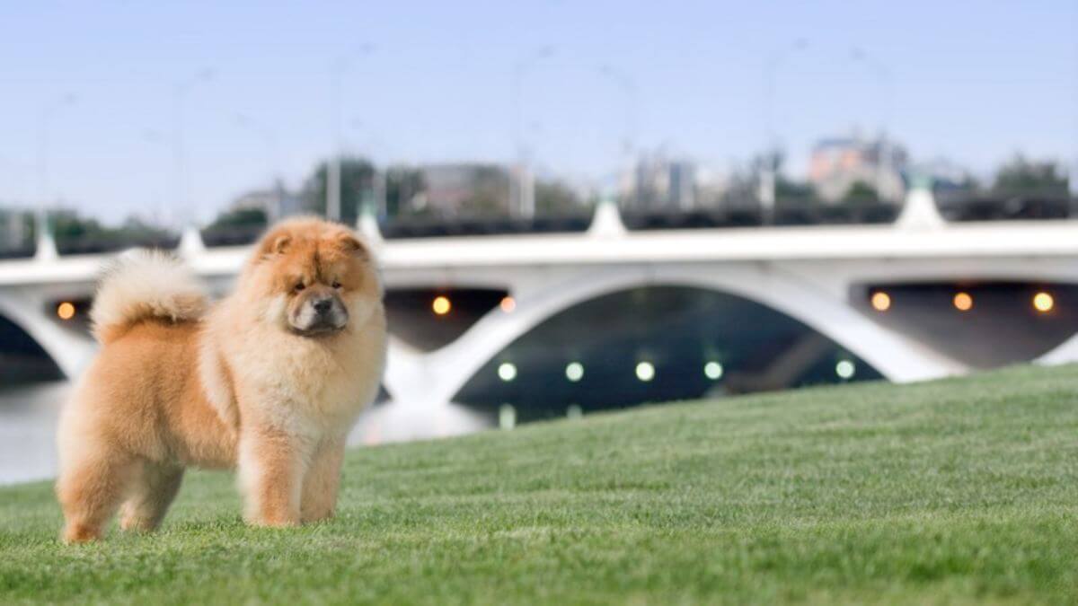 Chow Chow