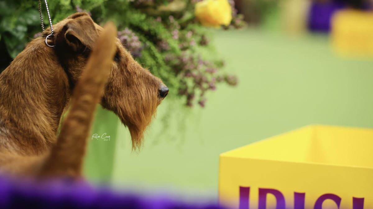 Irish Terrier
