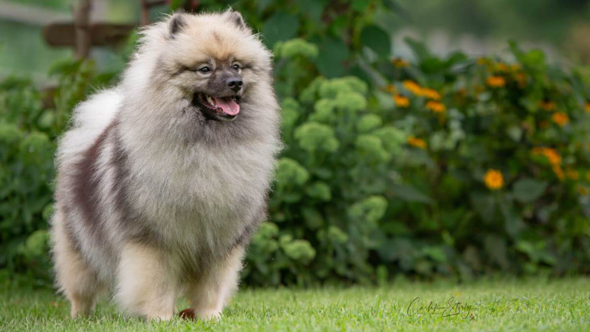 Keeshond Dog Breed