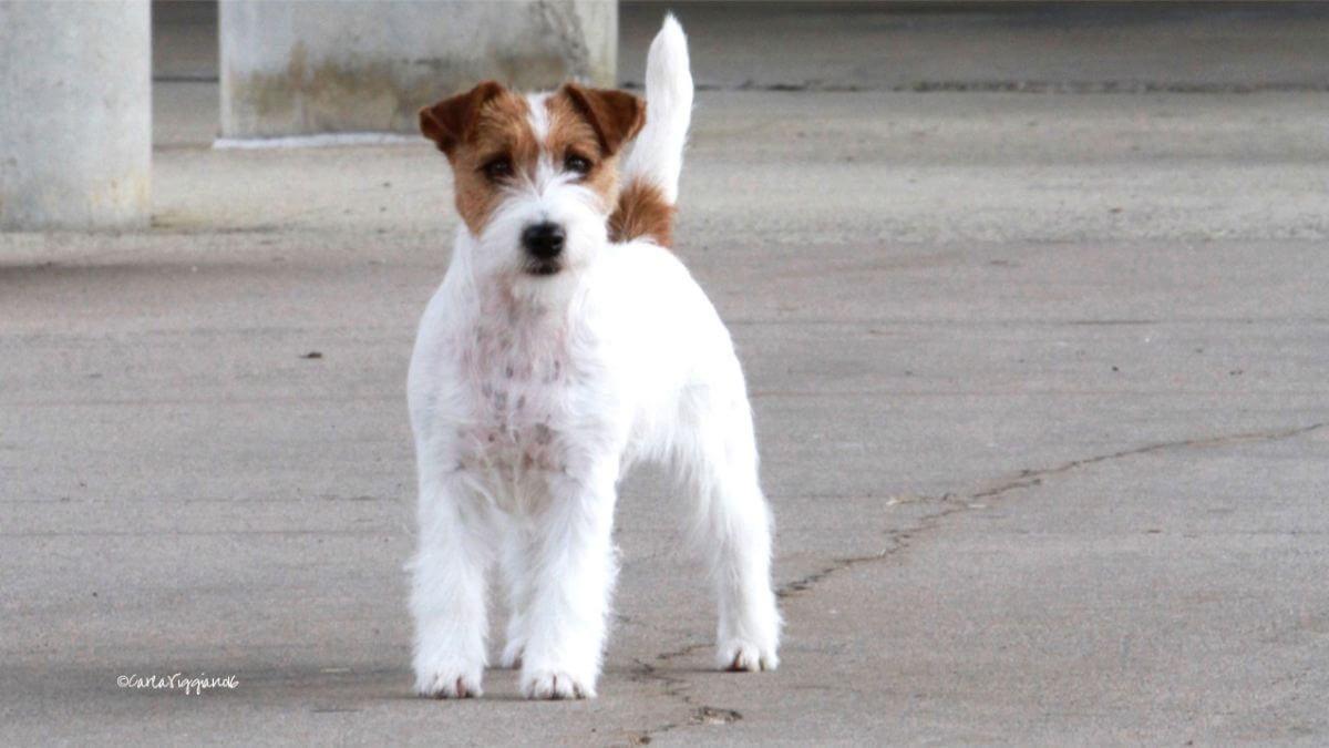 Russell Terrier