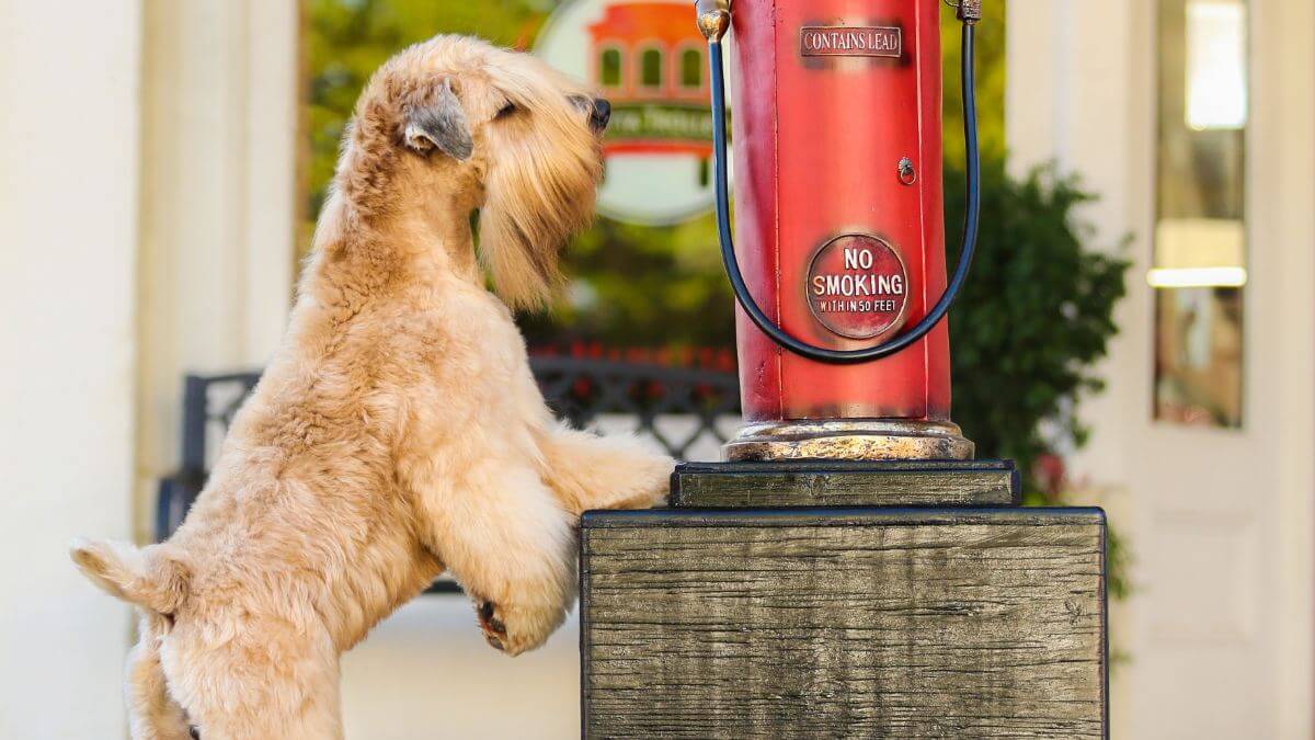 Soft Coated Wheaten Terrier