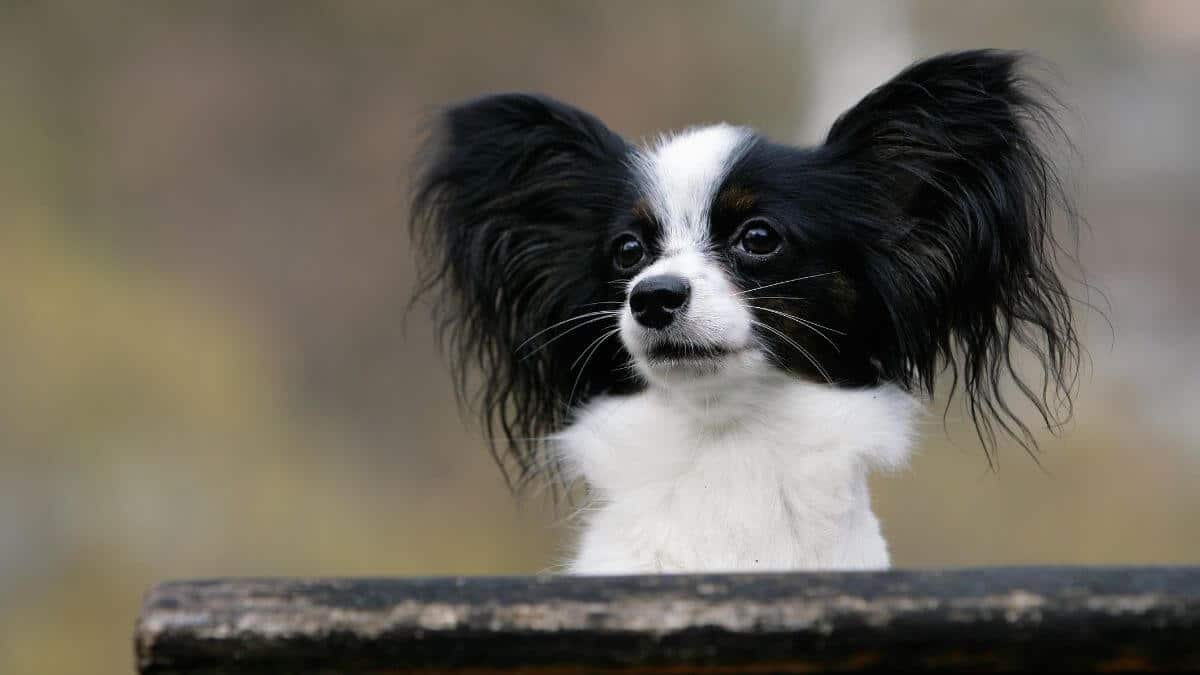 Close-up of Papillon. Papillon sitting on a park bench