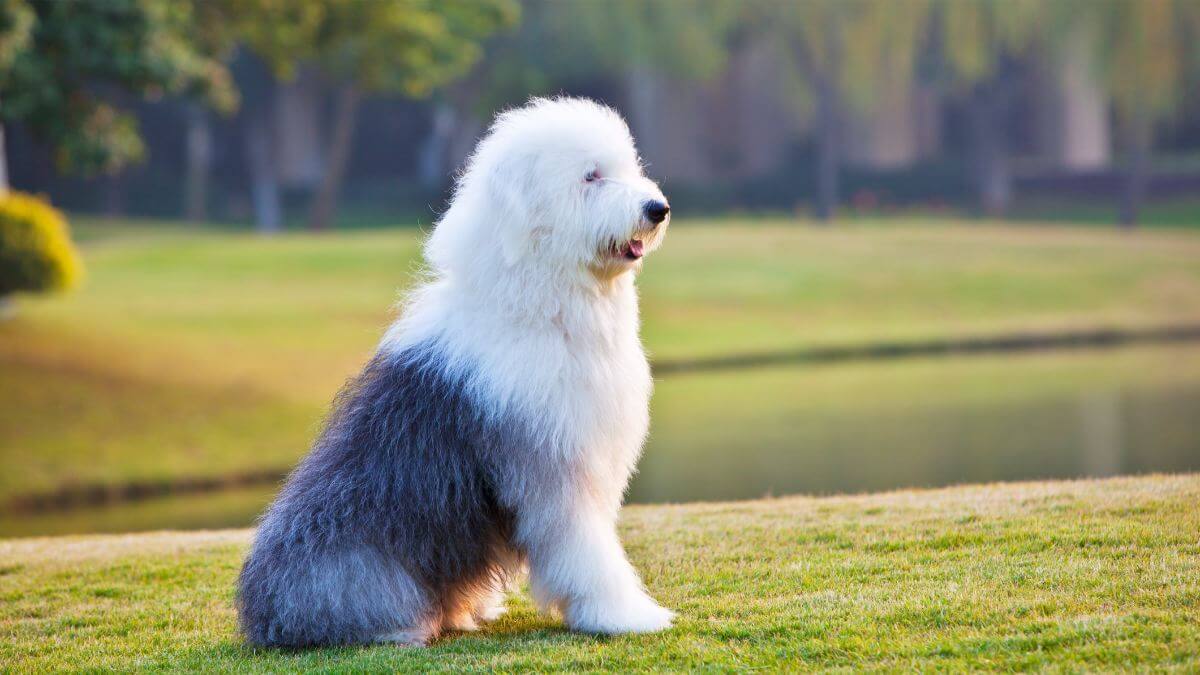 An old english sheepdog sits in the grassland.