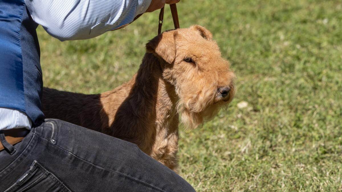 Lakeland Terrier held with leash by the hand of its owner. Lakeland Terrier purebred dog held with leash by the hand of its owner