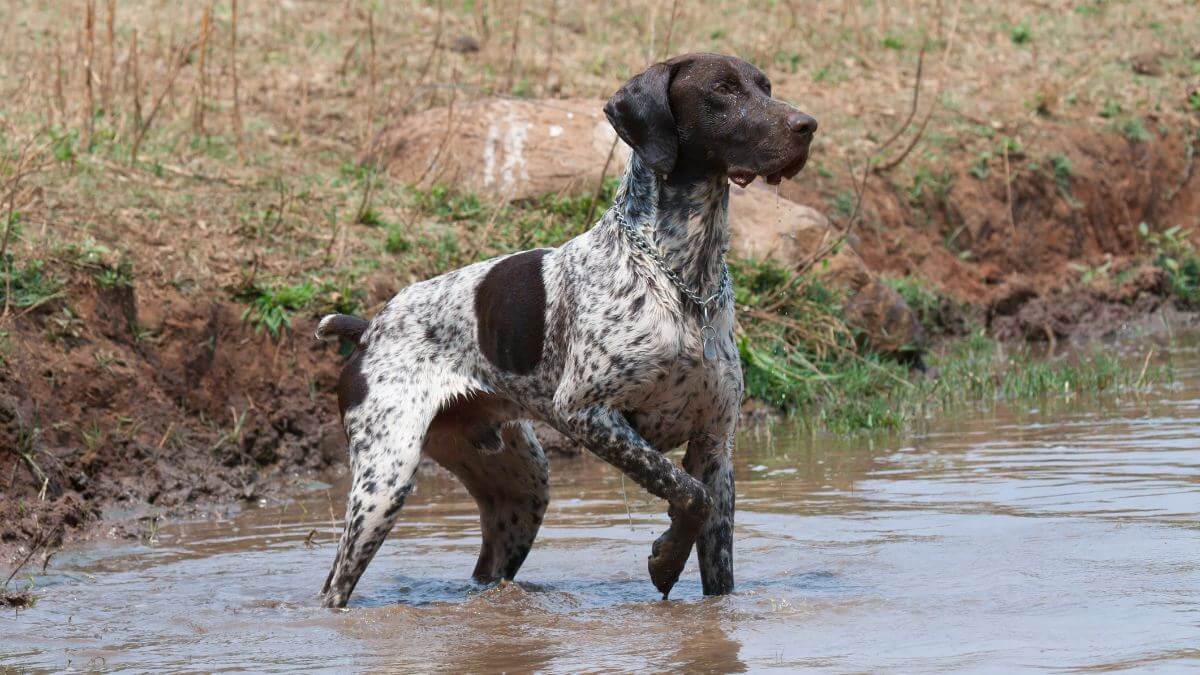 German Shorthaired Pointer dog. German short hair pointer in typical pointing stance, in water, during field trial competition