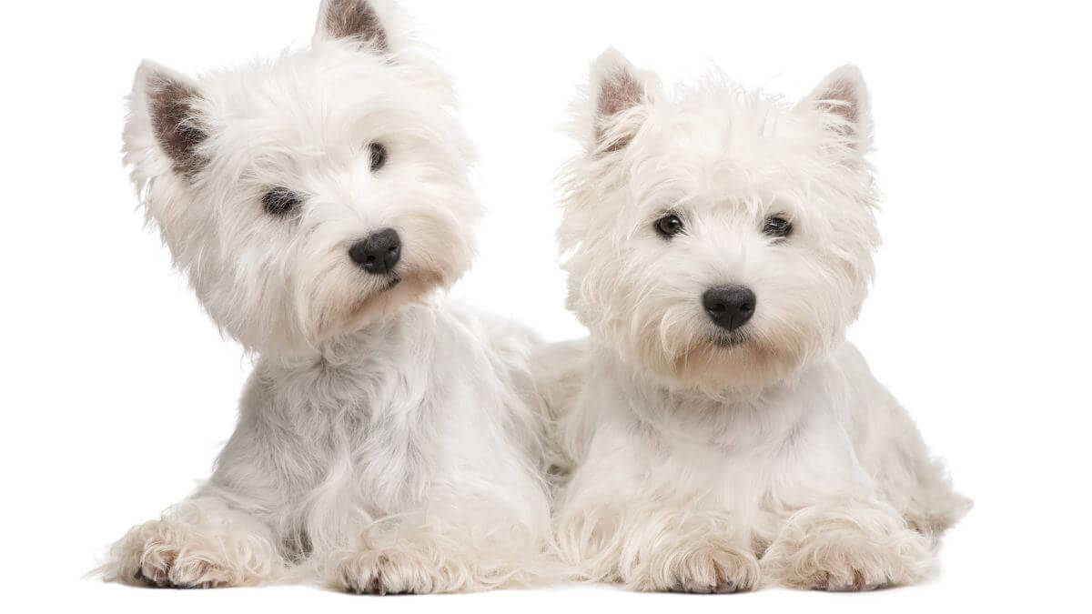 West Highland White Terrier in front of a white background