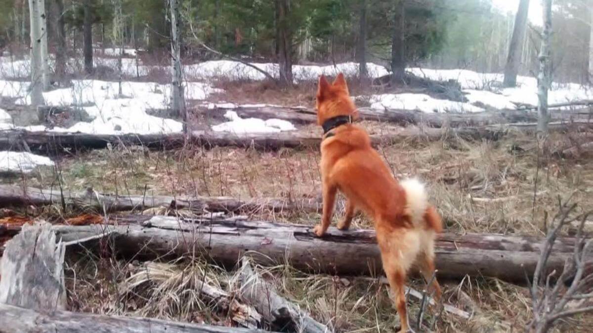 Finnish Spitz - Hunting