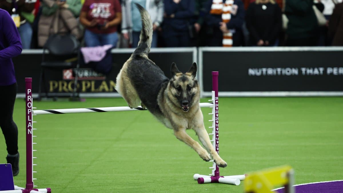 NEW YORK, NEW YORK - FEBRUARY 08: A dog competes during the 149th Annual Westminster Kennel Club Dog Show – Westminster's Canine Celebration at Javits Center on February 08, 2025 in New York City. (Photo by Jamie McCarthy/Getty Images for Westminster Kenn