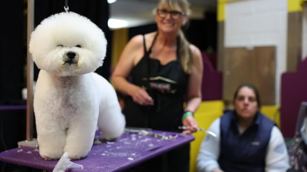 NEW YORK, NEW YORK - FEBRUARY 10: A Bichon Frisé is groomed backstage during the 149th Annual Westminster Kennel Club Dog Show – Group Judging (Hound, Toy, Non-Sporting, Herding) at Madison Square Garden on February 10, 2025 in New York City. (Photo by Sa