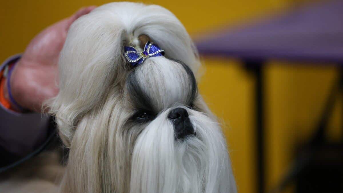 NEW YORK, NEW YORK - FEBRUARY 10: Comet the Shih Tzu, 1st Place winner of the Toy Group, during the 149th Annual Westminster Kennel Club Dog Show – Group Judging (Hound, Toy, Non-Sporting, Herding) at Madison Square Garden on February 10, 2025 in New York