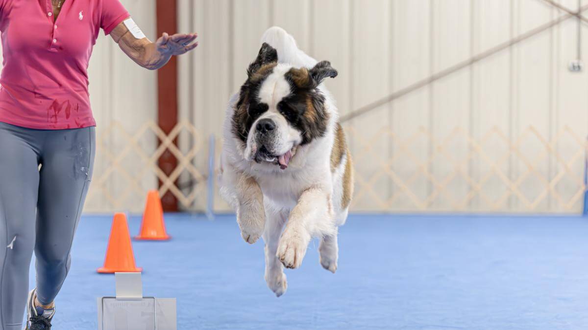Saint Bernard