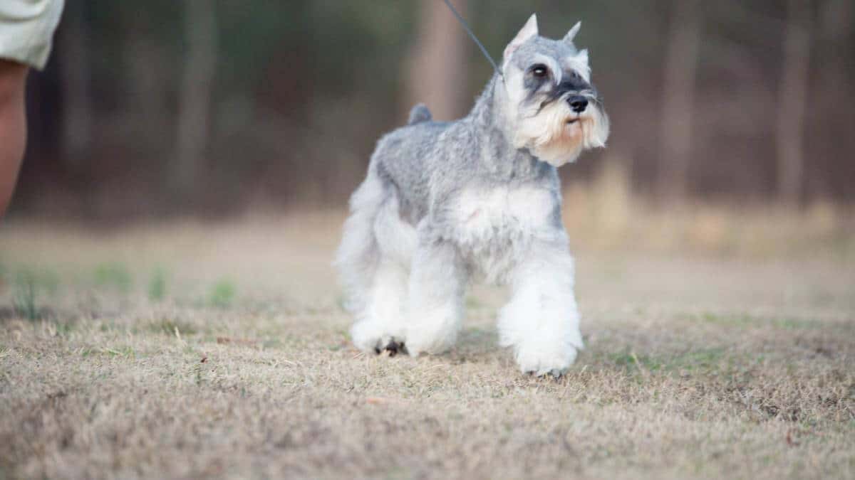 Miniature Schnauzer