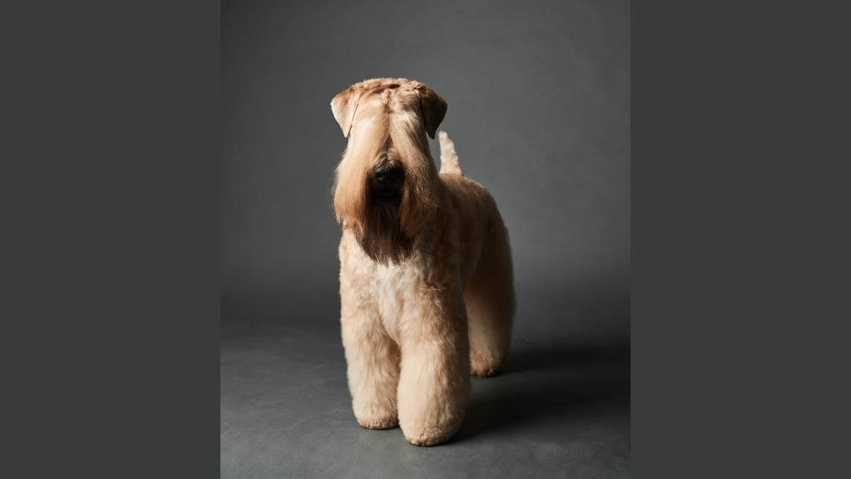 Soft Coated Wheaten Terrier
