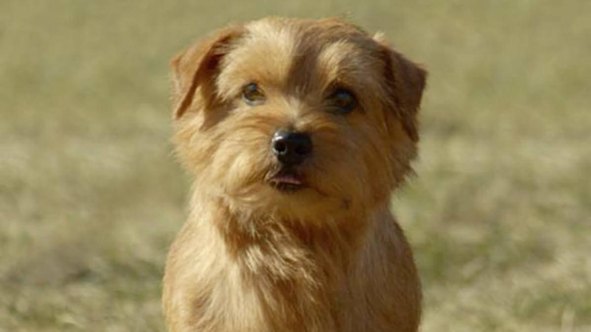Norfolk Terrier