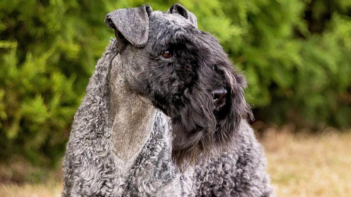 Kerry Blue Terrier