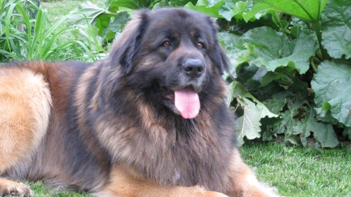 Leonberger