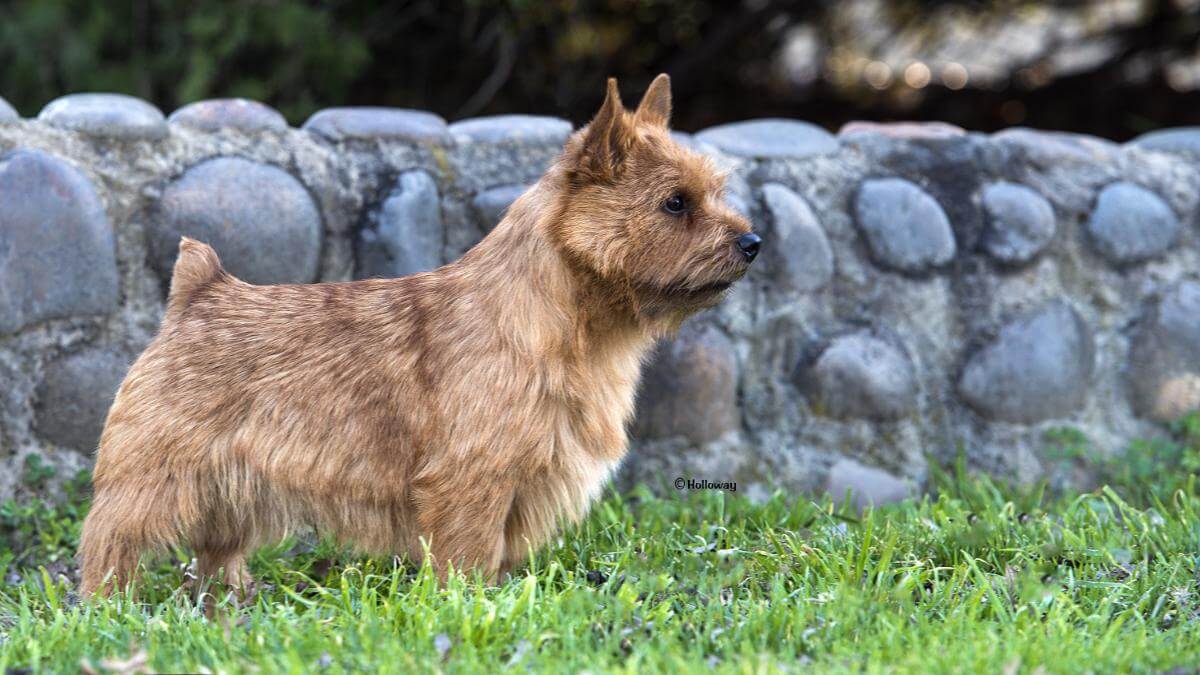 Norwich Terrier