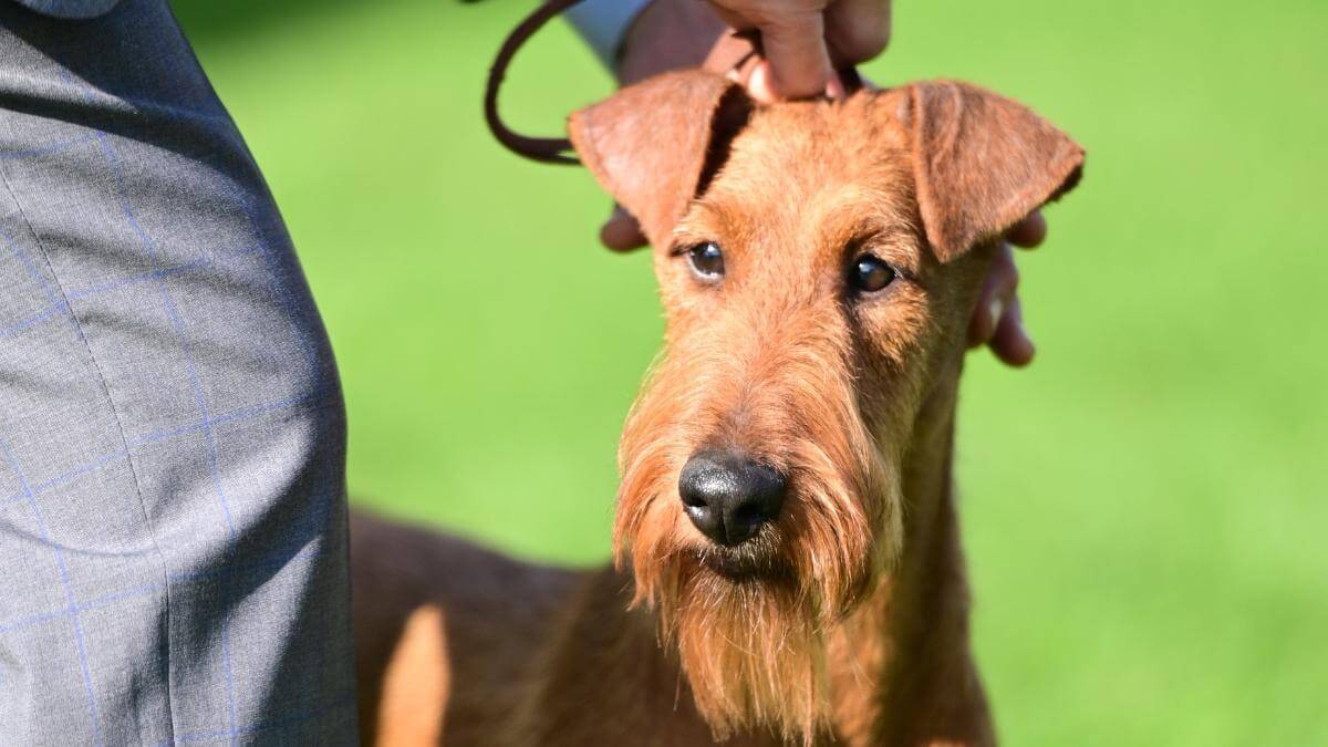 Irish Terrier