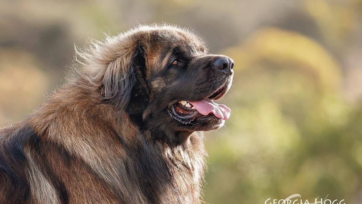 Leonberger