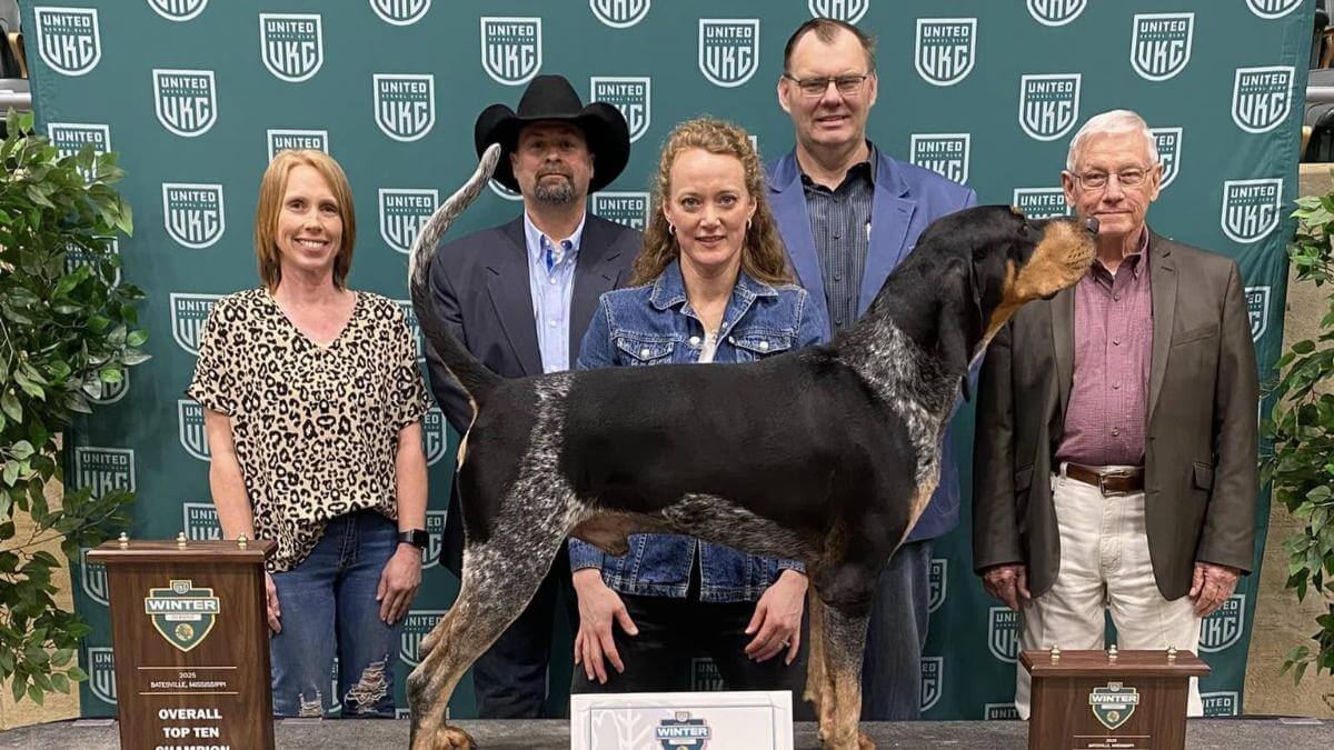 Bluetick Coonhound