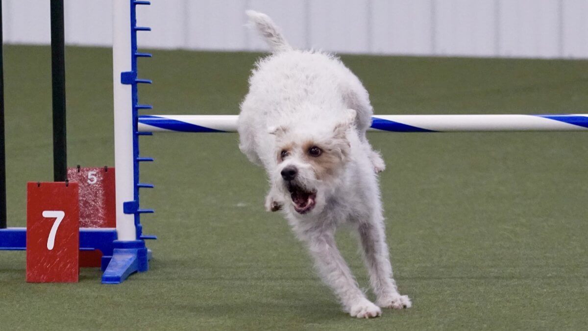 Parson Russell Terrier, Tayto during Agility competition