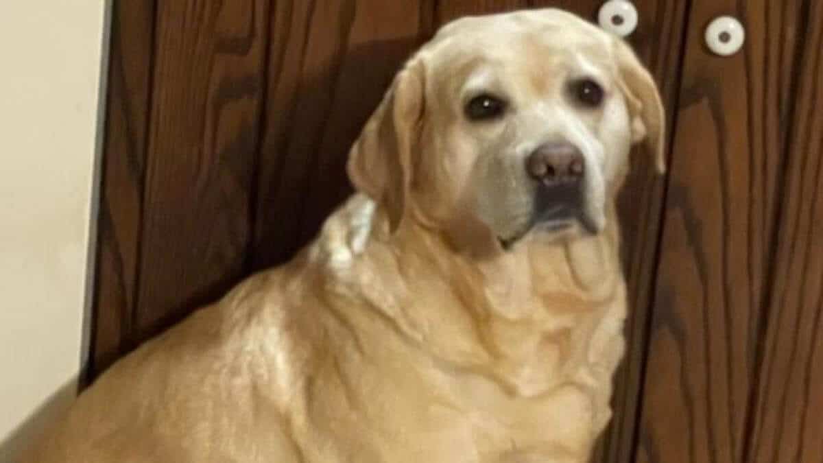 Claire’s first breeding at age 6 required antibiotic treatment to ensure she and her puppies remained health