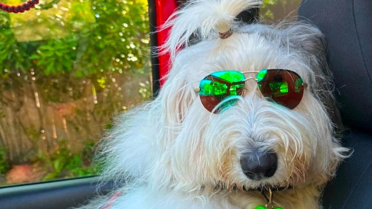 Old English Sheepdog