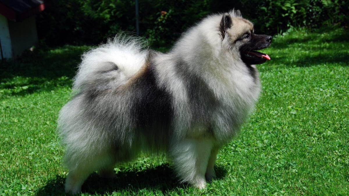 Young male keeshond standing in conformation
