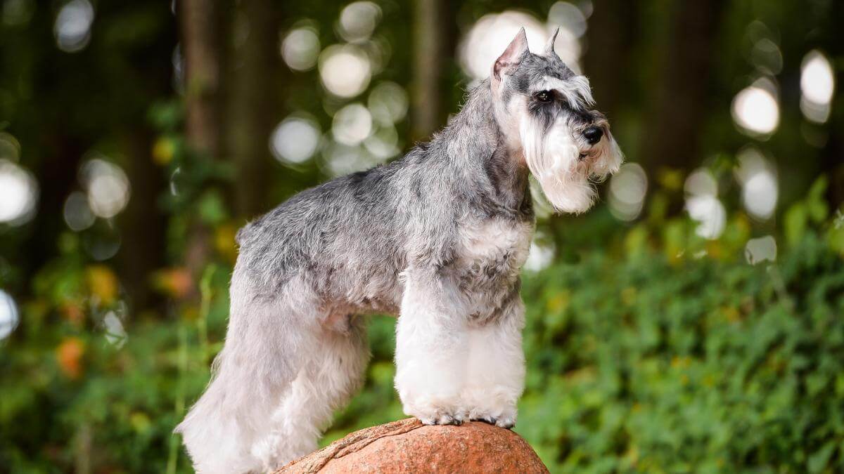 Miniature Schnauzer