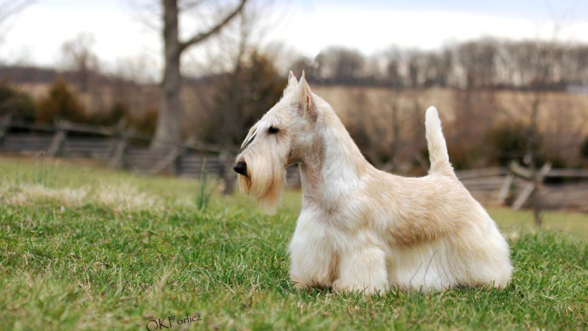 Scottish Terrier