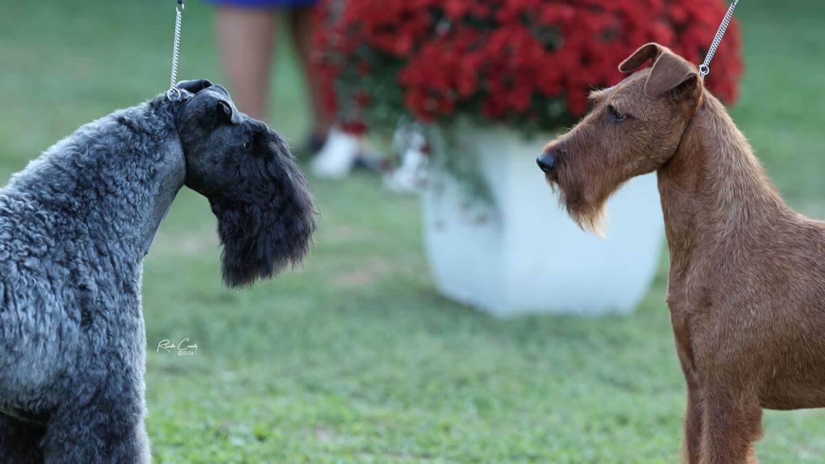 Terrier spirit at its finest! These two great Silver Grand Champions face off in the Montgomery County Kennel Club (MCKC) Group ring. photo courtesy of Rhonda Cassid
