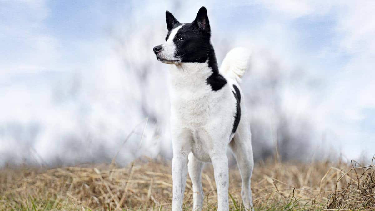Canaan Dog