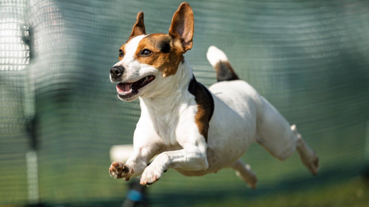 Danish-Swedish-Farmdog running, mid air