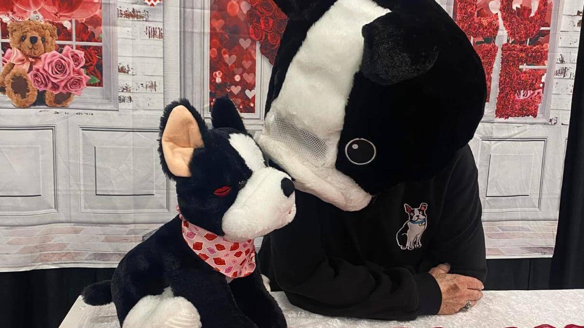 Boston Terrier