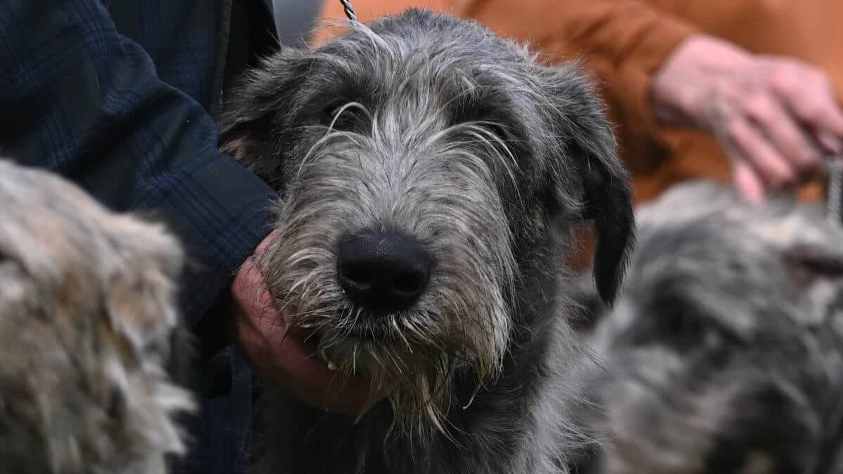 Irish Wolfhounds at the Irish Wolfhound Club of America 2025 National Specialty