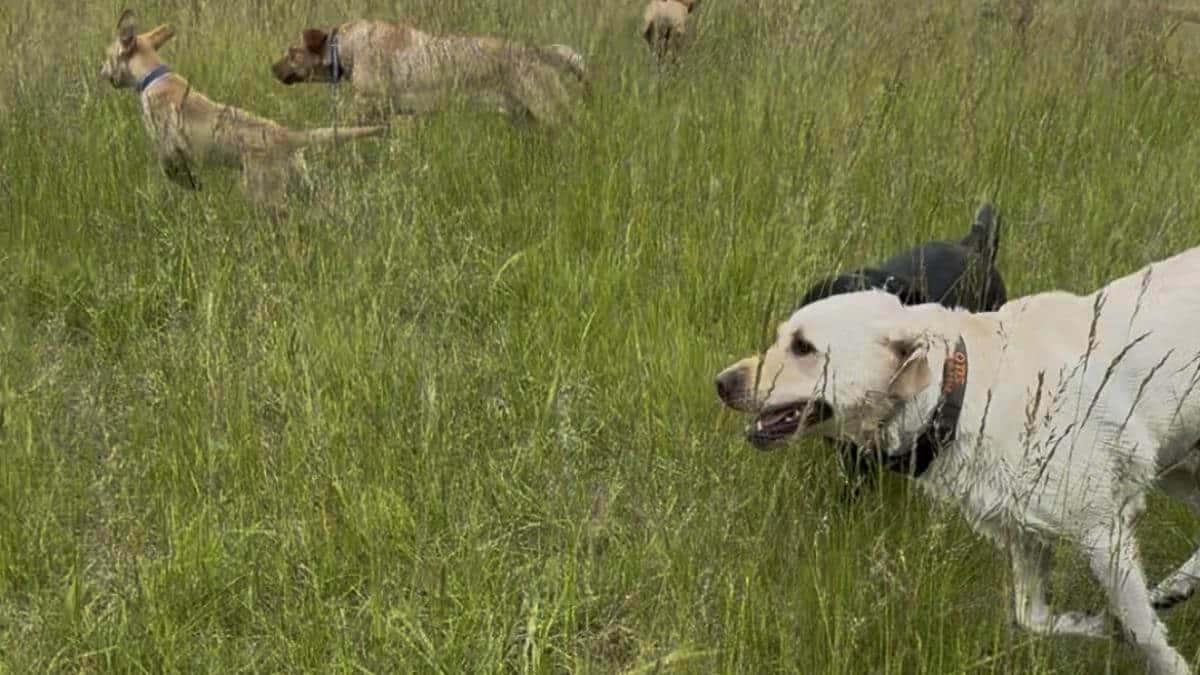 Nothing better than a great pack run!