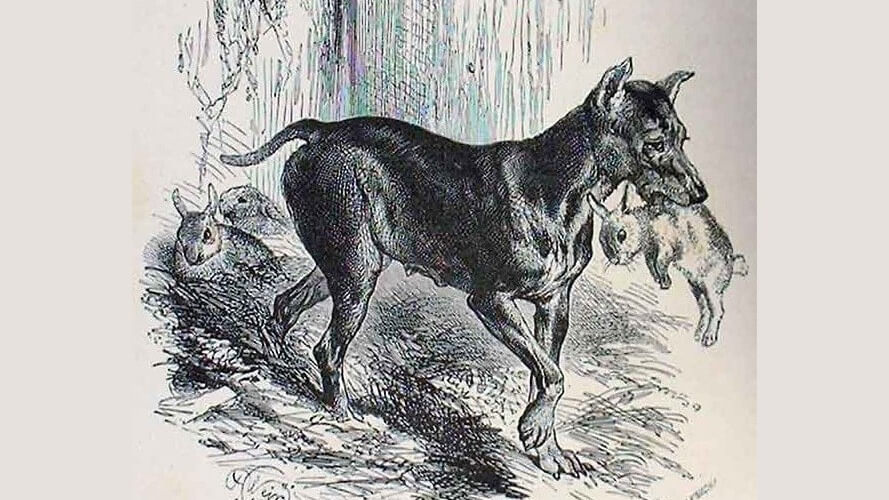 Illustration of a Manchester Terrier