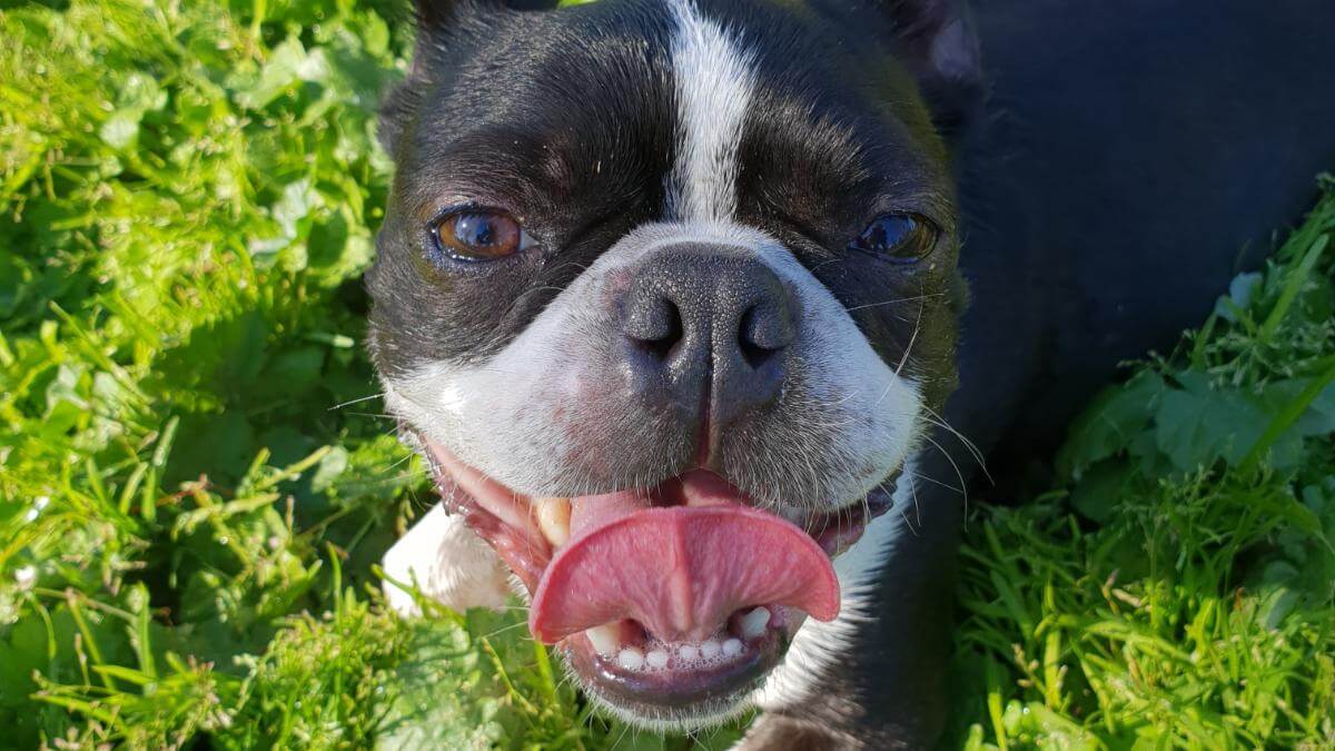 Boston Terrier