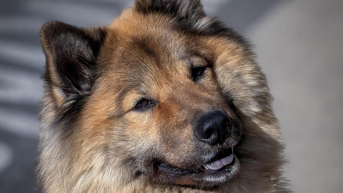 Eurasier