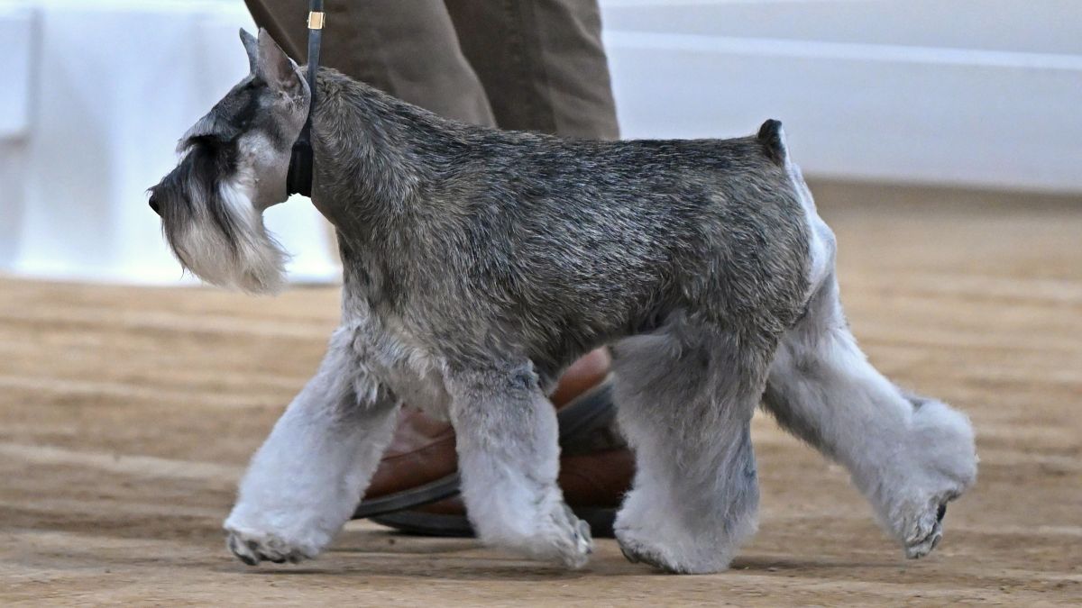 2025 Group IV Terrier Club of Salt Lake Specialty Shows | South Jordan, UT