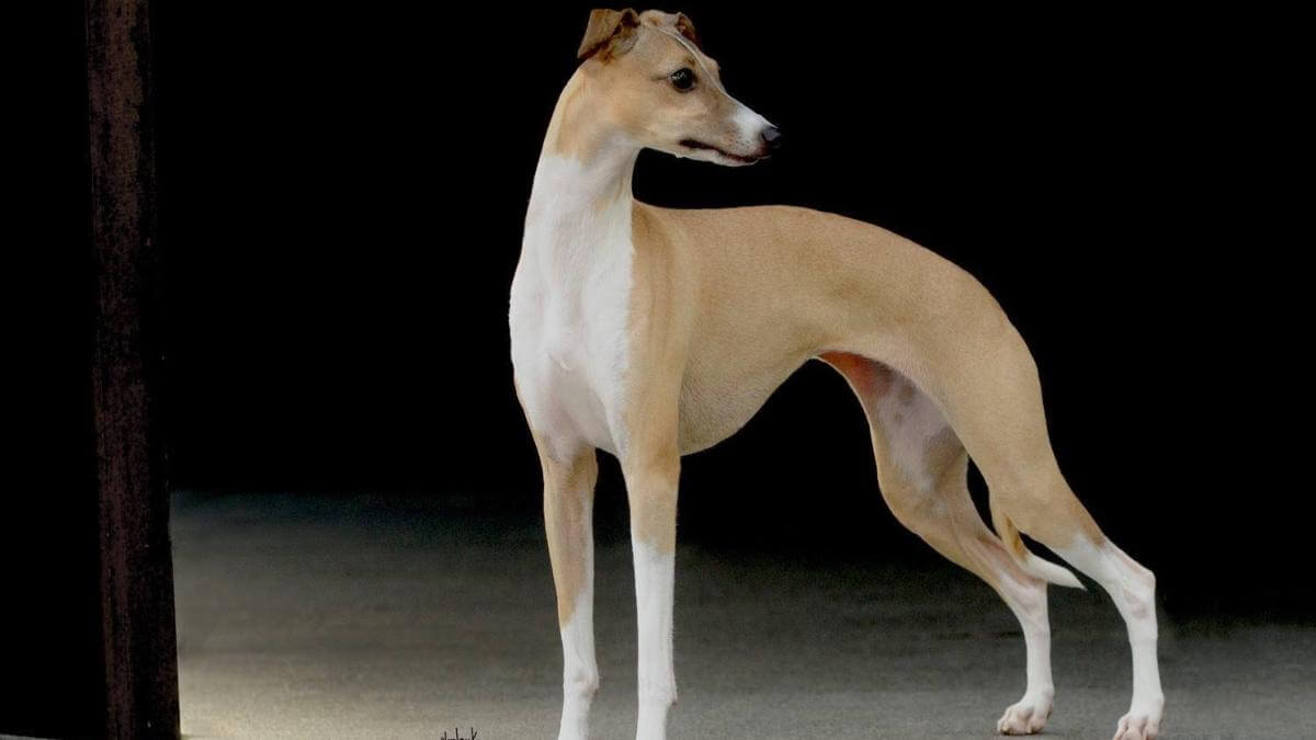 Italian Greyhound