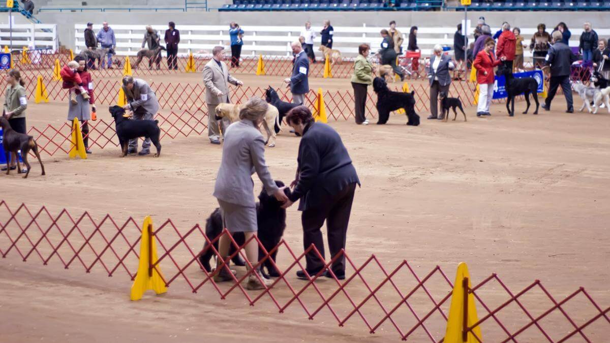 AKC Dog Show. Dog show, AKC (American Kennel Club), with various breeds in show ring, and judge.
