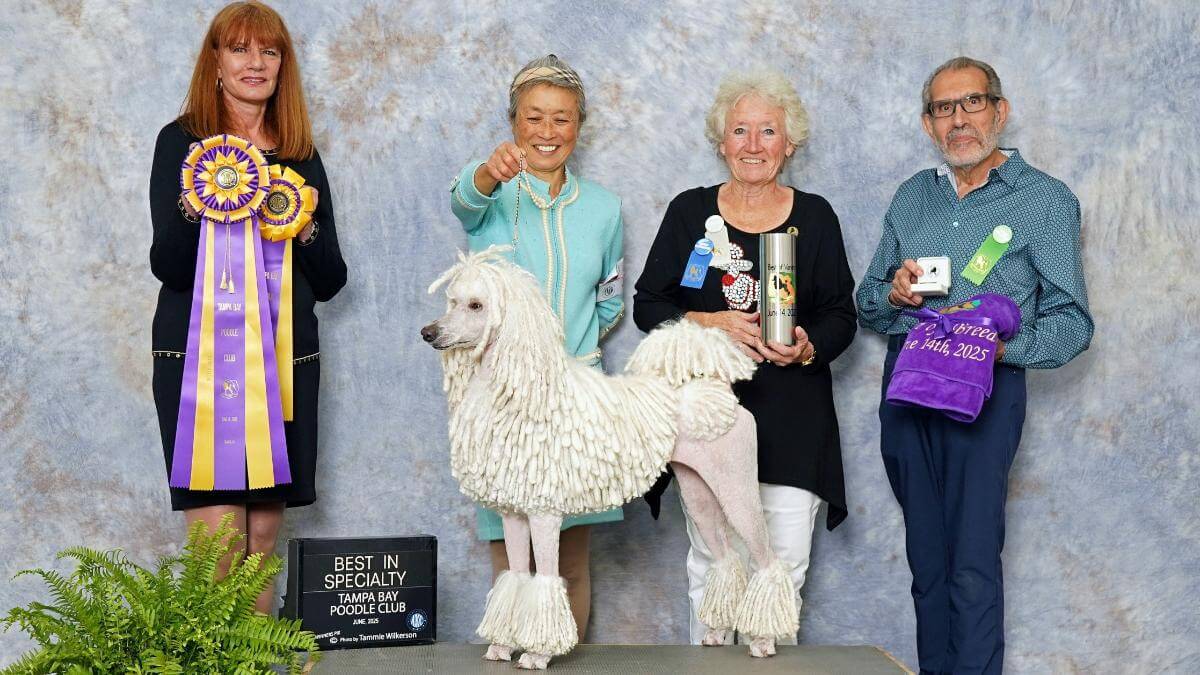 Poodle
