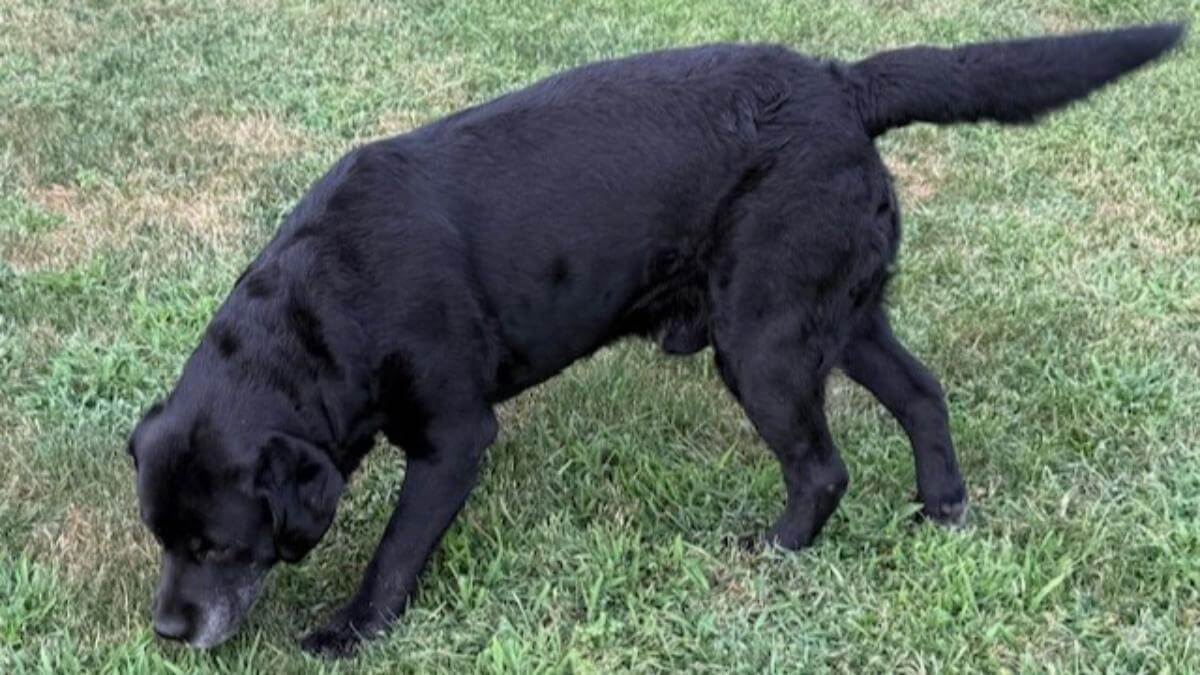 A male does not miss much when the scent of a bitch in season whiffs his way, even if there’s a bird in the field for him