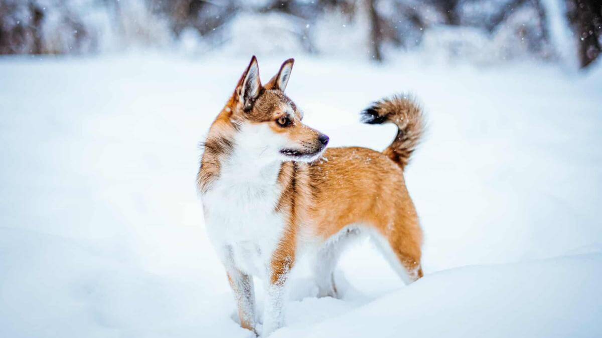Norwegian Lundehunds